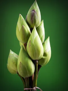 莲花,花,花,花园,水,概念,莲花,花,花园,池塘 莲花,花,花,花园,水,概念,莲花,花,花园,池塘