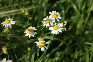 洋甘菊，洋甘菊，开花植物，花，植物，新鲜度，脆弱性，脆弱性