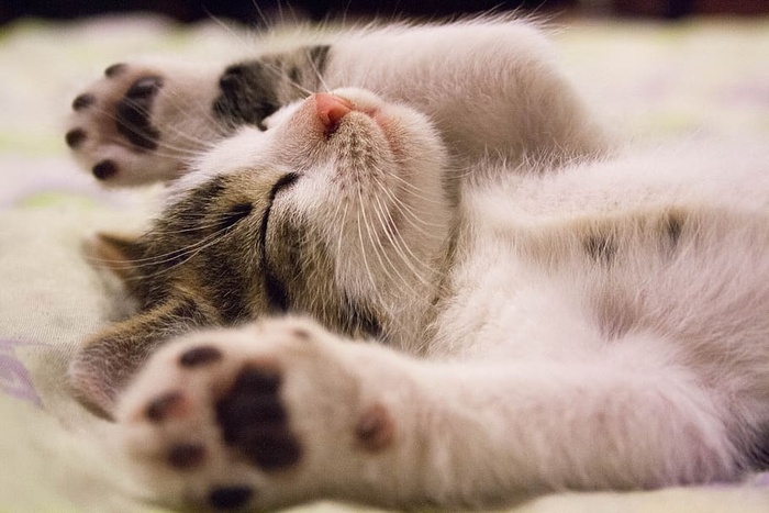 躺在水面上的小猫