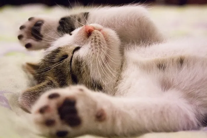 躺在水面上的小猫