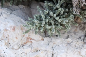 绿叶植物、户外、水、动物、海洋生物、海洋、自然、礁石