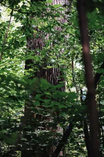 穿过森林漫步莫兹 穿过森林漫步莫兹