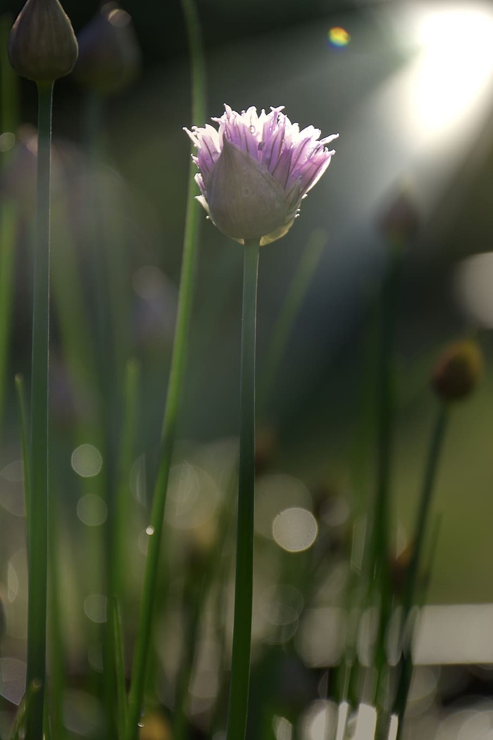 花卉、花园、草本植物、绿色、自然、有机、生物、生物