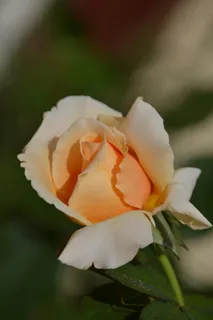 玫瑰,花,生长,自然,春天,新鲜,阳光,桃子 玫瑰,花,生长,自然,春天,新鲜,阳光,桃子