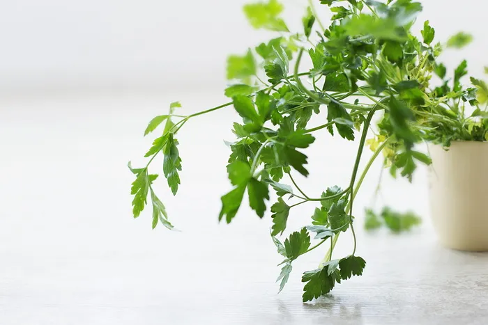 绿叶植物特写照片