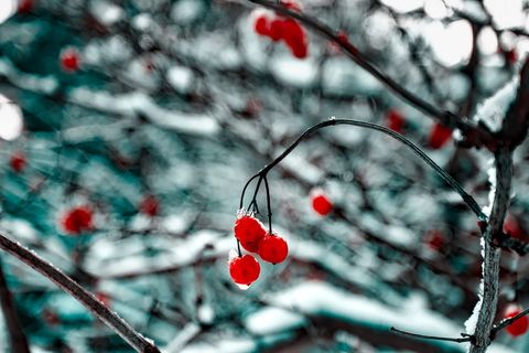 红樱桃，樱桃，樱桃，水果，食品，果园，树木，hdr