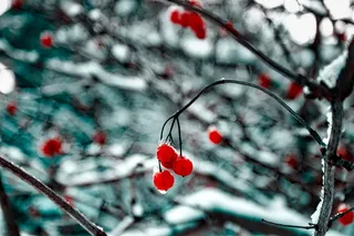 红樱桃，樱桃，樱桃，水果，食品，果园，树木，hdr