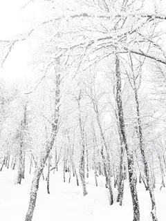 挪威，盖洛，下雪，冬天，风景，粉末，森林，树木
