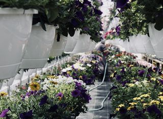 温室，水，阿米什人，女人，肖像，花，自然，花