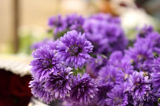 印度，哥印拜陀，哥印拜陀公司花卉市场，美容，花卉，泰米尔纳德邦，宏观，花卉市场