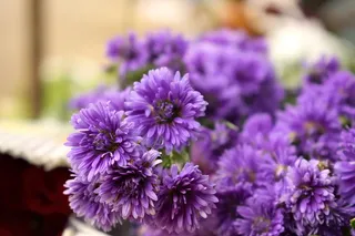 印度，哥印拜陀，哥印拜陀公司花卉市场，美容，花卉，泰米尔纳德邦，宏观，花卉市场