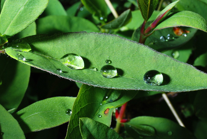 选择性聚焦摄影，水，到期，叶，滴，一滴，雨，花园