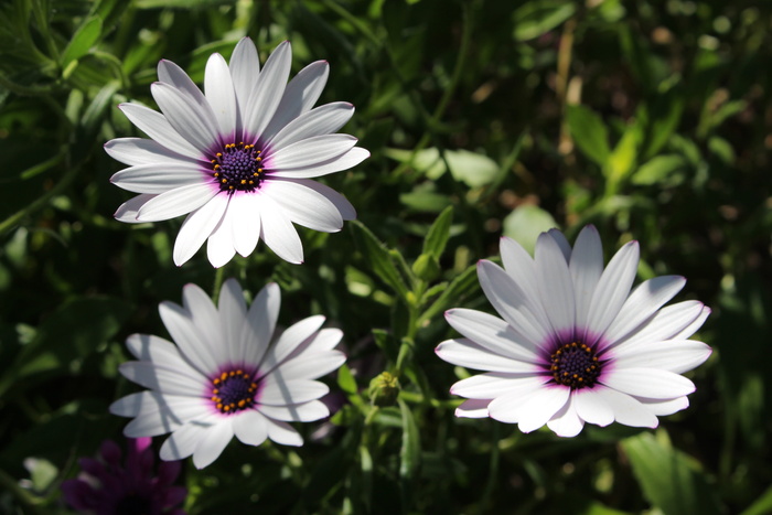 白色，斗篷，雏菊，花朵，花瓣，白色斗篷雏菊，阴影，细节