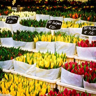 荷兰，花卉，市场，花卉，阿姆斯特丹，春天，郁金香，颜色