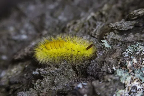 岩石,黄色,蠕虫,毛毛虫,昆虫,模糊,一个动物,动物主题 岩石,黄色,蠕虫,毛毛虫,昆虫,模糊,一个动物,动物主题