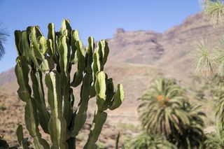 格兰加那利，西班牙，假日，仙人掌，山脉，植物，生长，自然