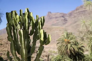 格兰加那利，西班牙，假日，仙人掌，山脉，植物，生长，自然