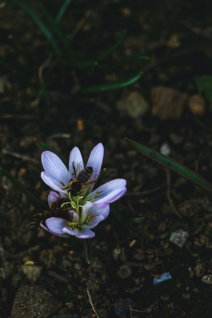蜜蜂，开花，开花，模糊，大黄蜂，特写，环境，植物