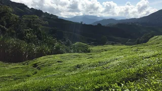 马来西亚，卡梅隆高地，卡梅伦高地，树木，风景，绿色，绿色，自然之美