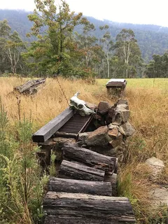 骷髅、木头、草、内陆、宽阔、野营、植物、树木