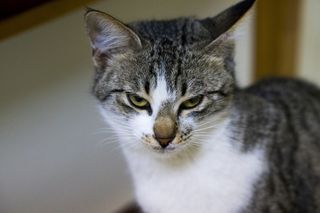 动物，可爱，猫，宠物，哺乳动物，毛皮，肖像，外观