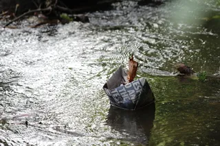 纸，船，报纸，折纸，漂浮，航行，水，湖