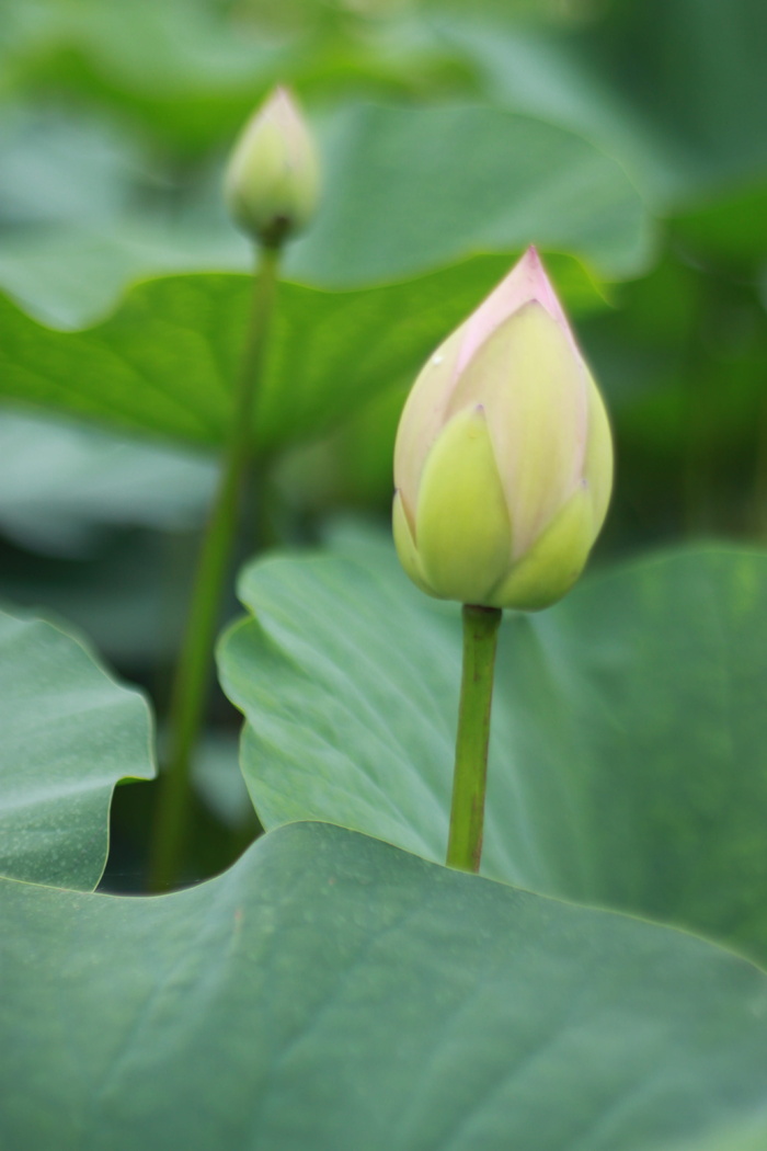 风筝、荷花、睡莲、大自然、花卉、植物、山峰、池塘植物