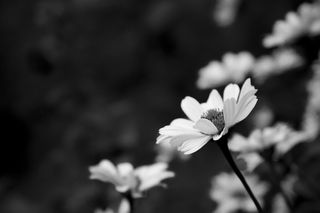 花朵，花朵，h b，黑白，bokeh，特写，开花植物，新鲜度