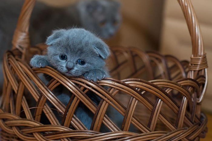 棕色编织篮子上的俄罗斯蓝色小猫