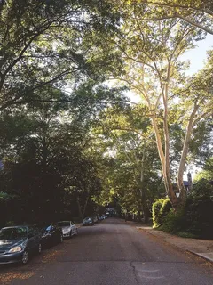 汽车、道路、街道、树木、树木、自然、户外、森林 汽车、道路、街道、树木、树木、自然、户外、森林