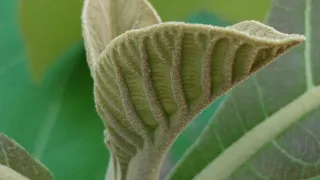 柚木叶子，嫩枝，叶子，自然，植物群，生长，特写，柚木