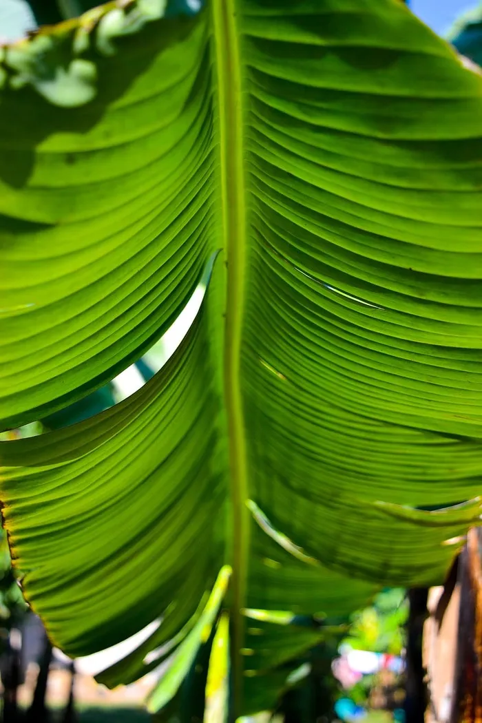 绿色香蕉叶植物