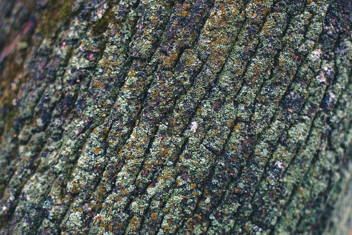 苔藓纹理照片