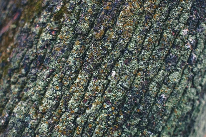 苔藓纹理照片