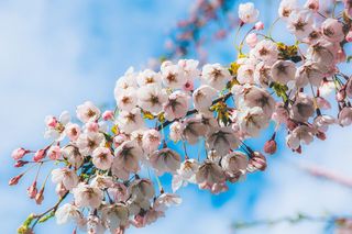 丹麦，københavn，gefion喷泉，樱花，花，芽，春天，春天