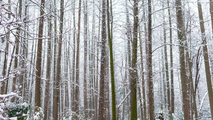 森林，乔木，冬天，雪，公园，杭州，西湖，树