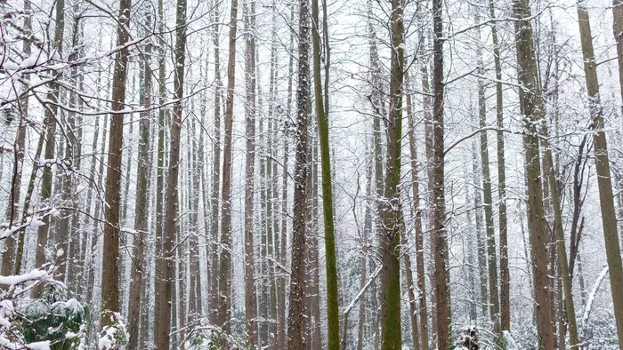 森林，乔木，冬天，雪，公园，杭州，西湖，树