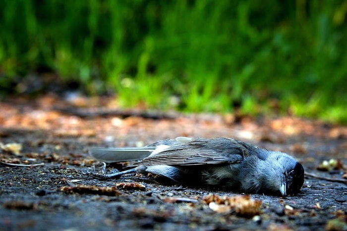 死亡，灰色，黑色，雀形目鸟类，鸟类，死亡，死亡，痛苦