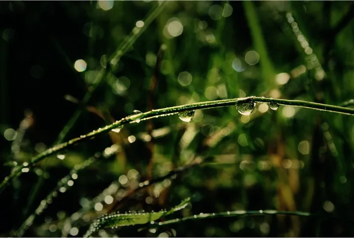 草，绿色，雨，水滴，自然，植物，草地，倒影