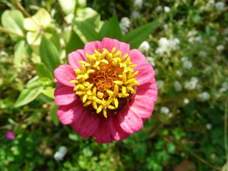 百日草，开花，开花，五颜六色，花，粉色，红色，黄色