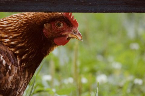 红色、眼睛、个人资料、肖像、温暖、夏天、背景、壁纸