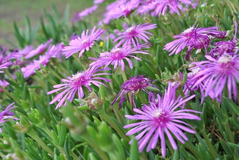 魔法花，肉质植物，淡紫色的花，多汁的花，花，开花植物，植物