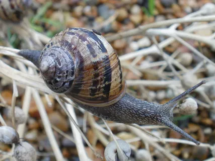 蜗牛，软体动物，动物，自然，螺旋，海滩，动物野生动物，动物主题