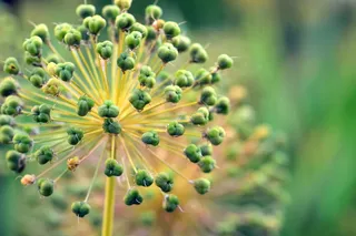 韭菜，观赏，洋葱，大葱，葱，观赏洋葱，大葱，植物