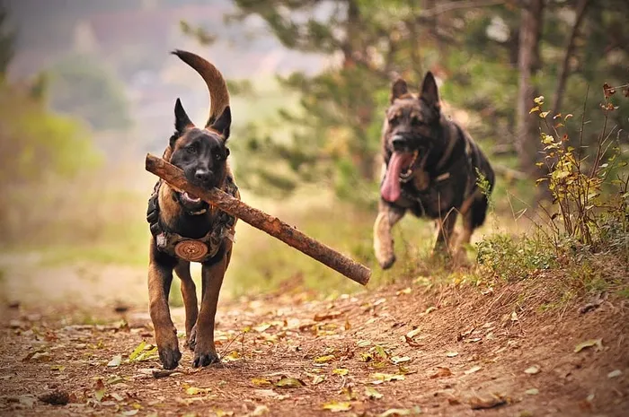 两个成年黑人和棕褐色的德国牧羊犬在地上奔跑