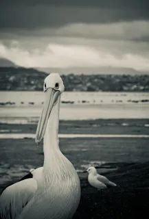 鹈鹕、鸟、海鸥、卧龙岗、拉凯瓦拉湖、黑白相间、湖泊、暴风雨
