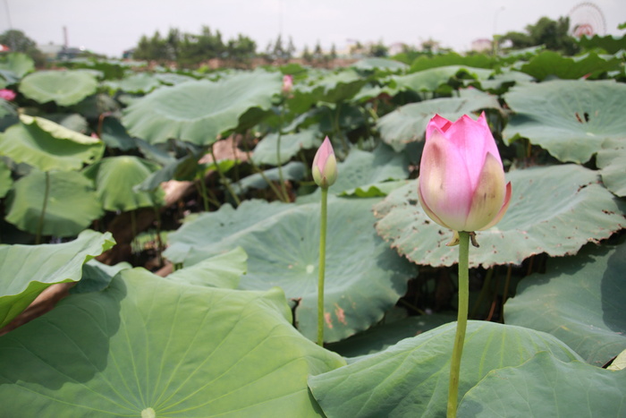 花，莲花，连衣裙，天然，莲花睡莲，天然，睡莲，植物