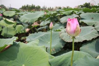 花，莲花，连衣裙，天然，莲花睡莲，天然，睡莲，植物