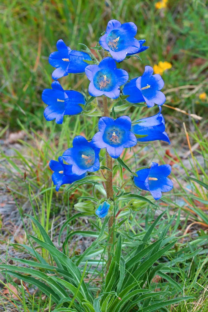bellflower，speciosa，花，植物，开花植物，脆弱，脆弱，美丽