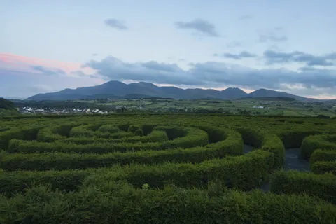 螺旋绿色植物 螺旋绿色植物